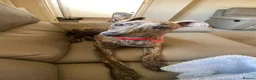 Whippet dogs for sale: Whippet bitch for Sale in Doncaster - Advert 4