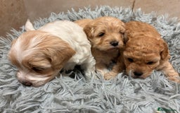 Poochon dogs for sale: ✨ Poochon Puppies Available ✨ - Image 3