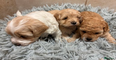 Poochon dogs - Advert 3