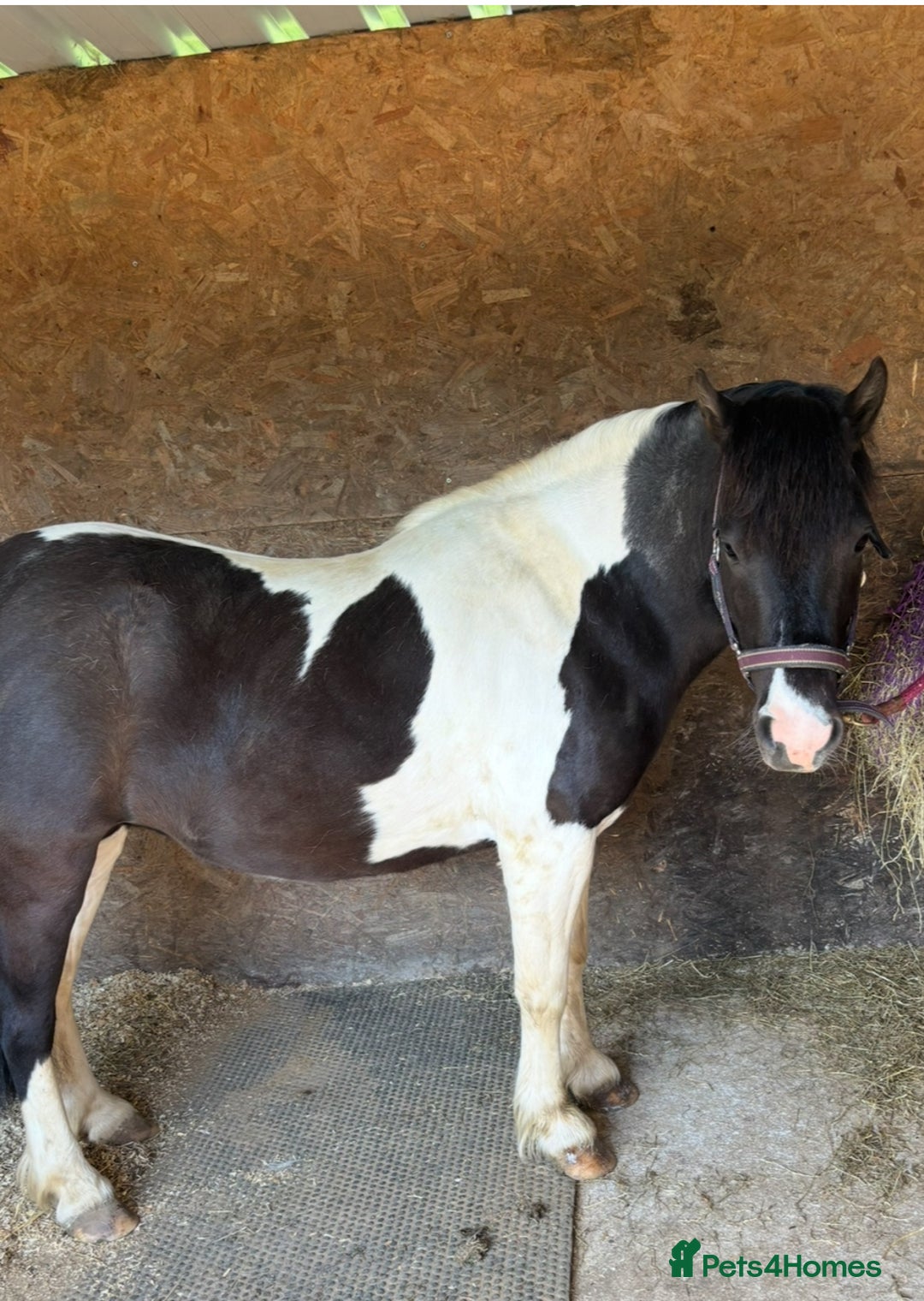 Dartmoor horses for sale: Luna  - Image 3