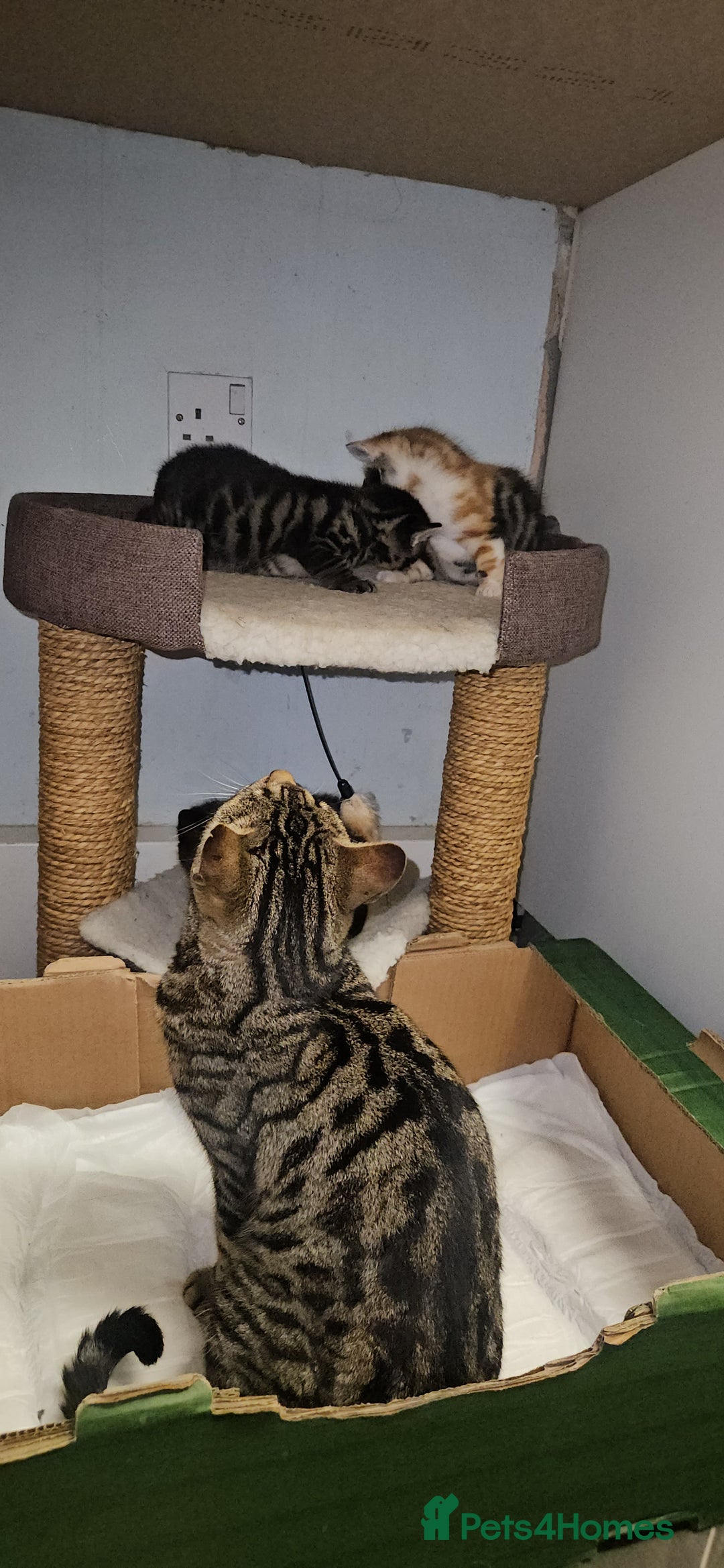 Bengal cats for sale: Kittys:Bengal+British parents  - Advert 19