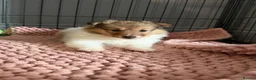Shetland Sheepdog dogs for sale: Shetland sheepdog female looking for forever home - Advert 2