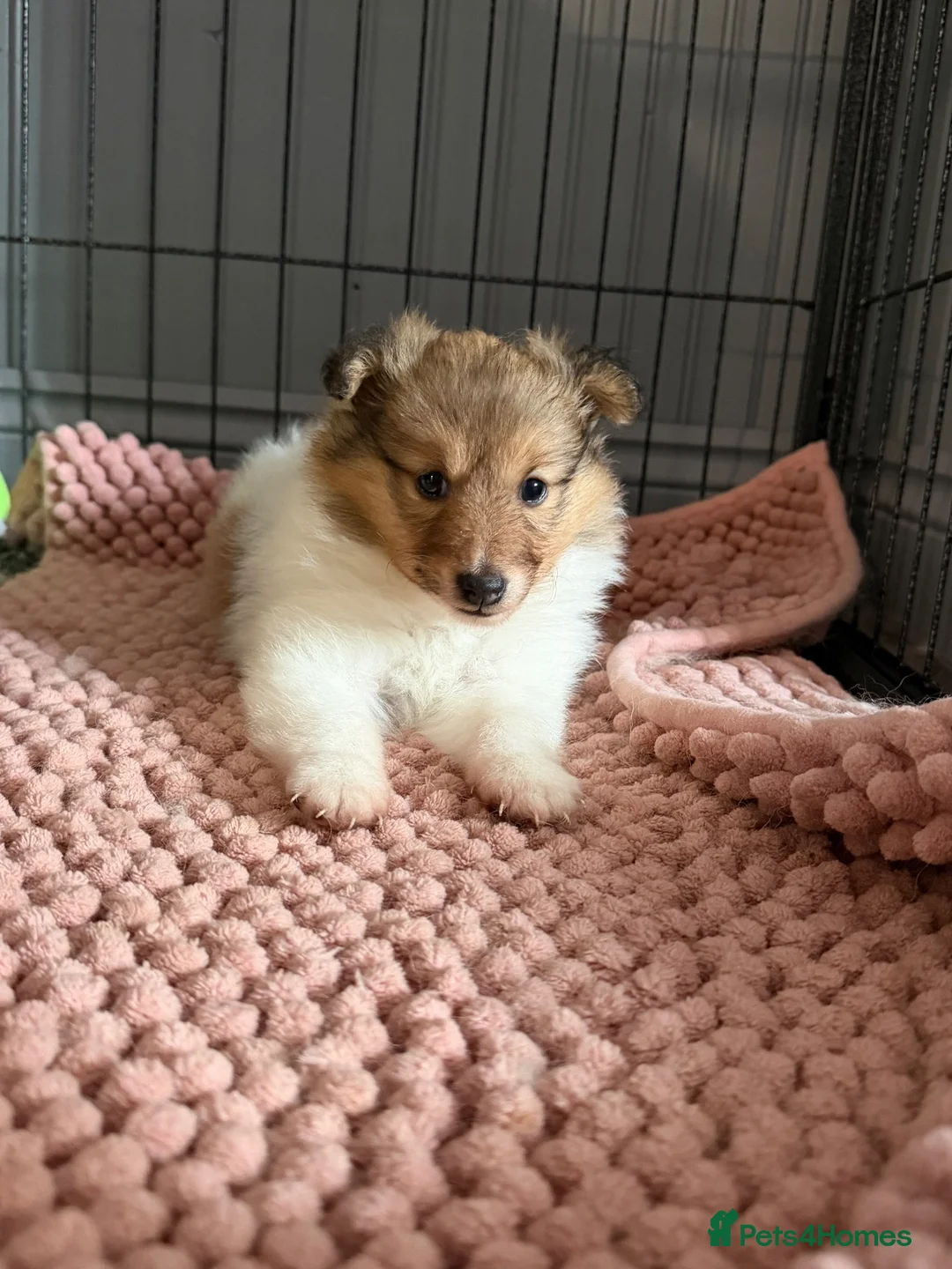 Shetland Sheepdog dogs for sale: Shetland sheepdog female looking for forever home - Advert 2