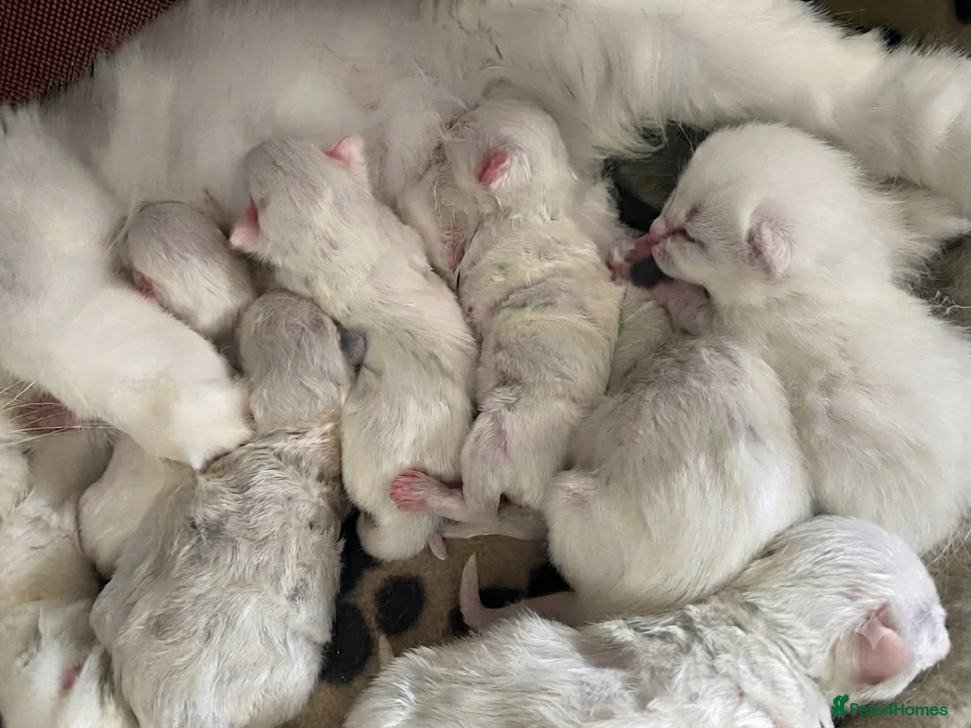 Ragdoll cats for sale: Beautiful blue eyes baby’s  in Hailsham - Advert 17
