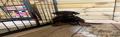 Dobermann Puppy 1