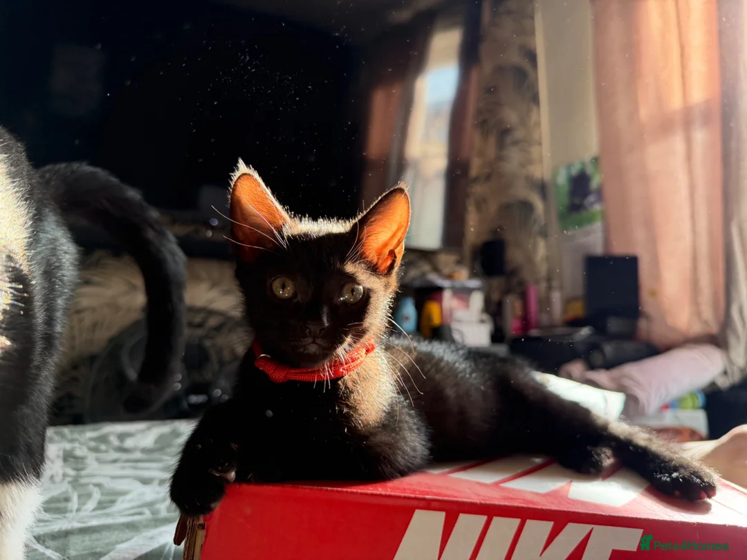 Mixed Breed cats for sale: Male kitten  - Advert 1