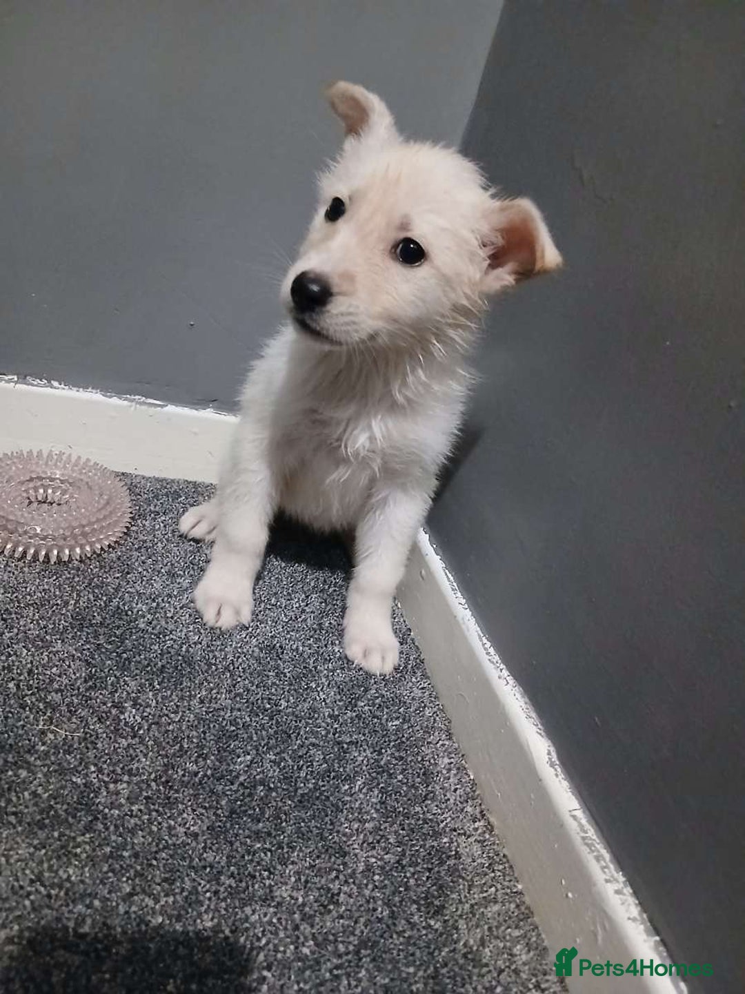 Mixed Breed dogs for sale: German Shepherd x huskita.  - Image 29