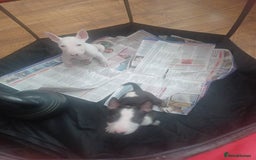 English Bull Terrier dogs for sale: English Bull Terrier pups - Image 3