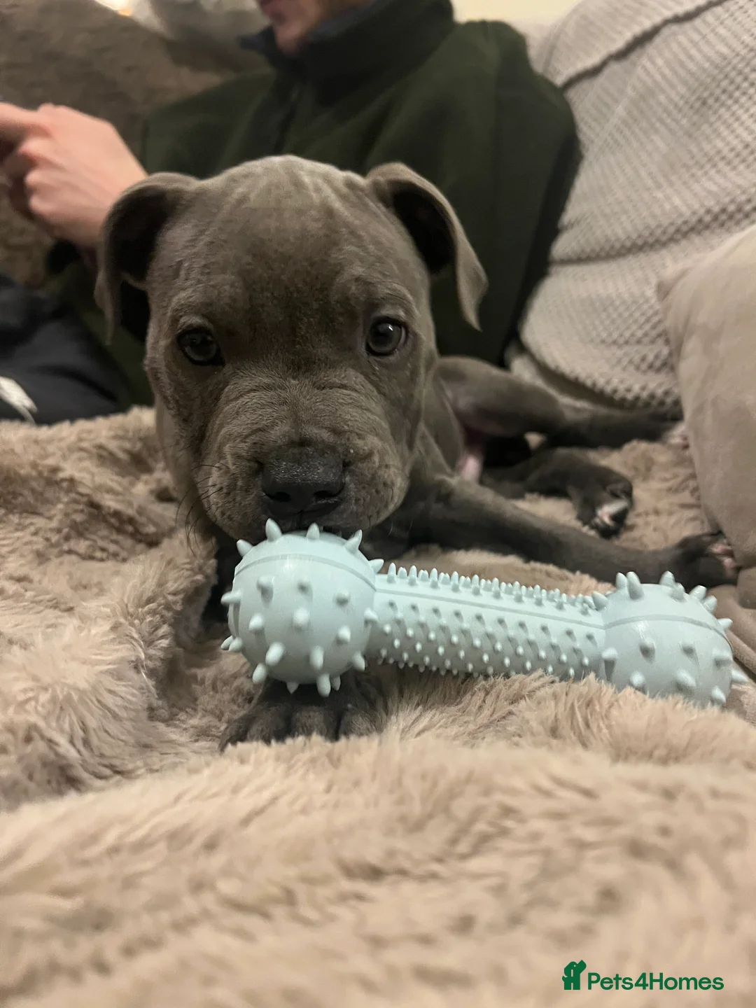 Staffordshire Bull Terrier dogs for sale: ONE GORGEOUS PURE BLUE BOY AVAILABLE  - Advert 4