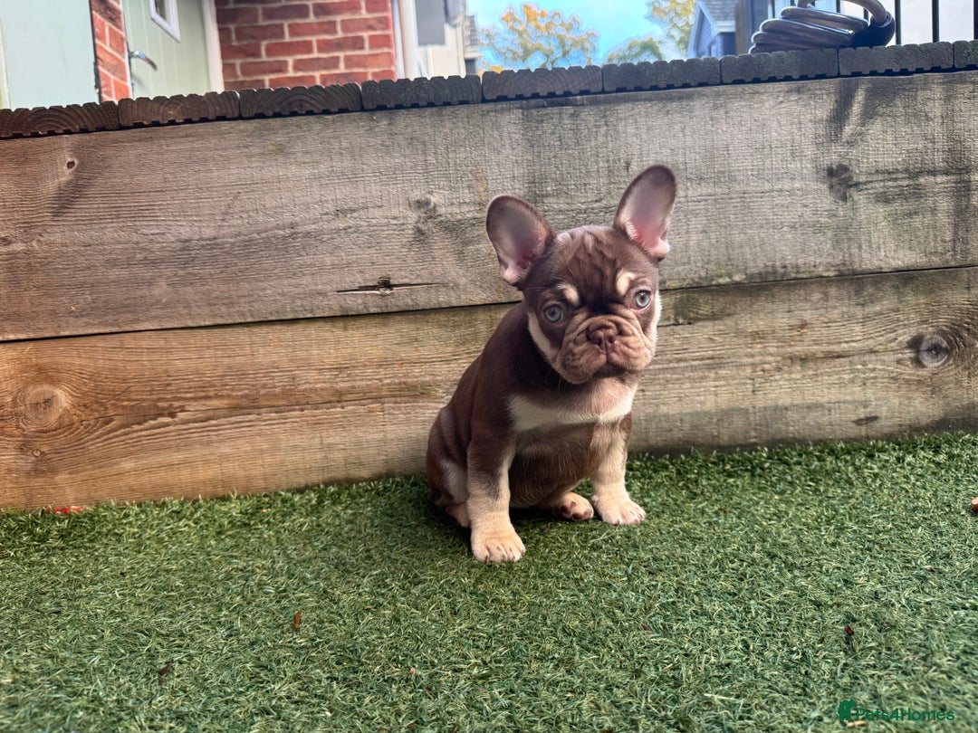 French Bulldog dogs for sale: 1 female available  READY TO LEAVE,   - Image 15