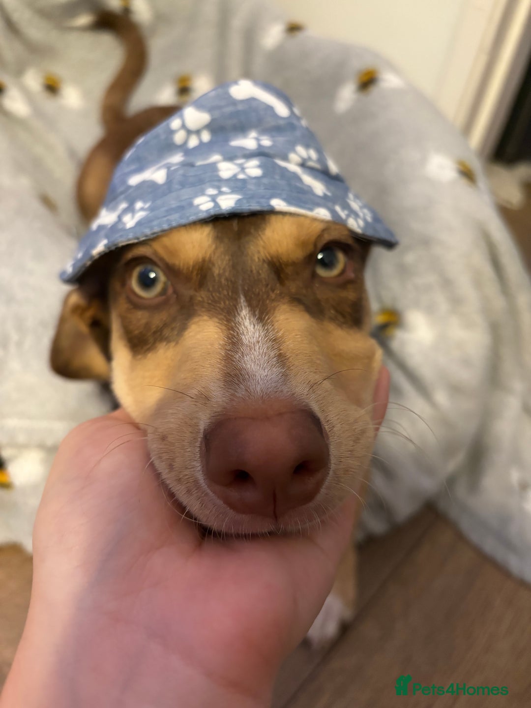 Mixed Breed dogs for sale: Dachshund x Border Collie - Advert 6