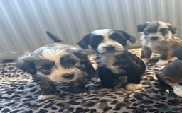 Chinese Crested dogs for sale: last powderpuff chinese crested trio colour   - Image 6
