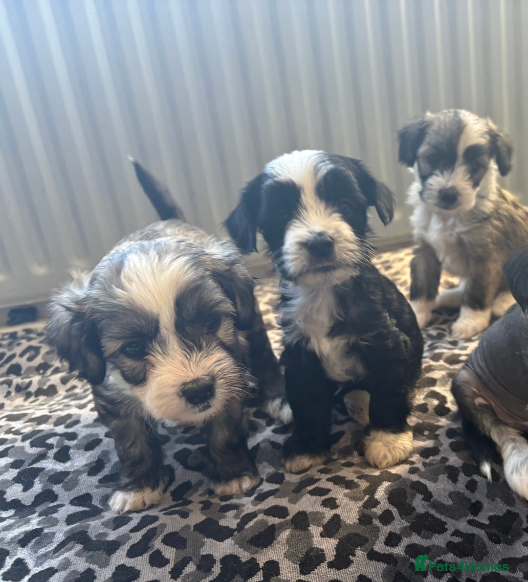 Chinese Crested dogs for sale: last powderpuff chinese crested trio colour   - Image 6