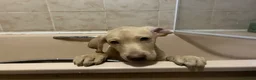 Labrador Retriever dogs for sale: Gorgeous Labrador Puppies, ready for forever homes - Advert 4
