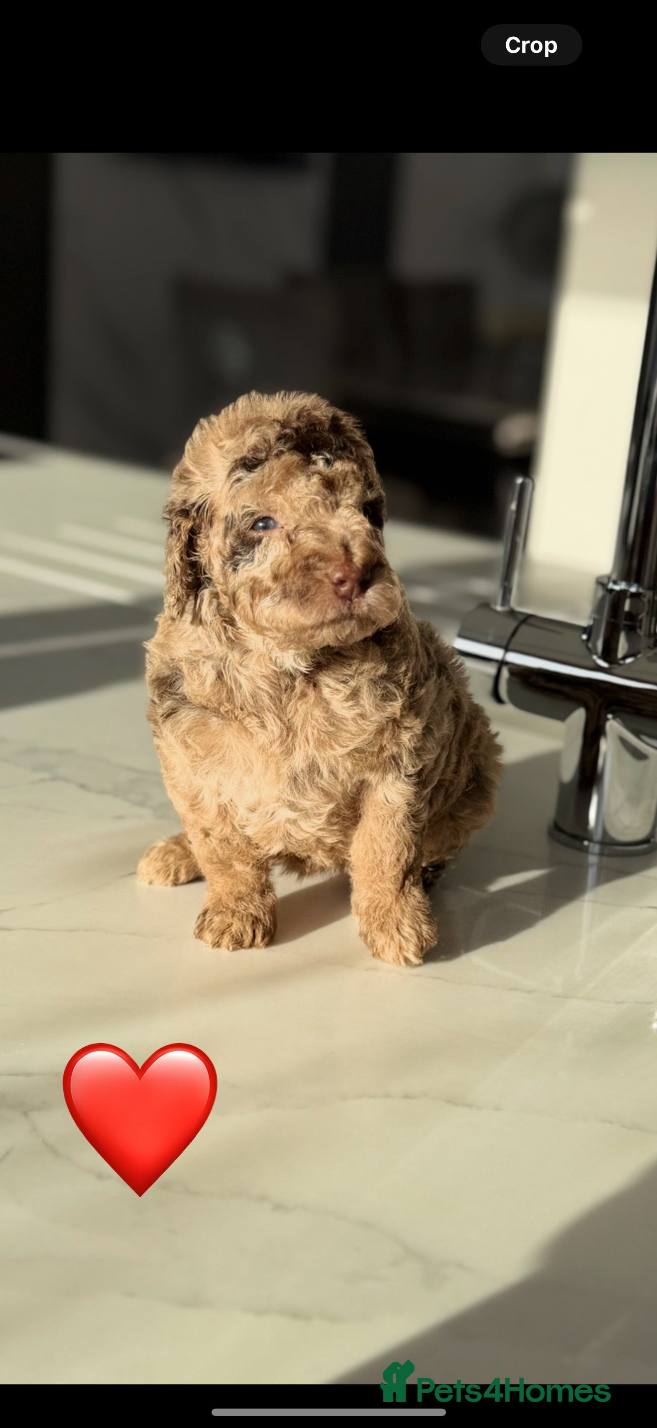 Cockapoo dogs Last 2 merles & 1 Solid Choc!! Cockapoo litter  - Advert 4