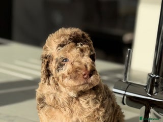 Cockapoo dogs Last 2 merles & 1 Solid Choc!! Cockapoo litter - Advert 2