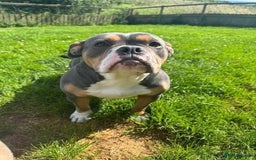 Bull Terrier dogs for adoption: Meet gorgeous girl Merry - Image 2