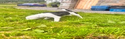 Mixed Breed dogs for sale: Collie x American bulldog  - Advert 7