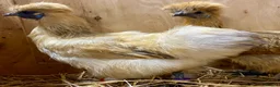 Chickens poultry for sale: Silkie  - Advert 11