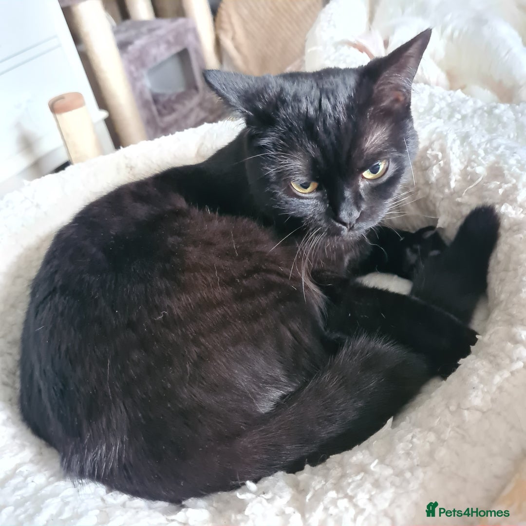 British Shorthair cats for sale: Chocolate british shorthair female - Image 1