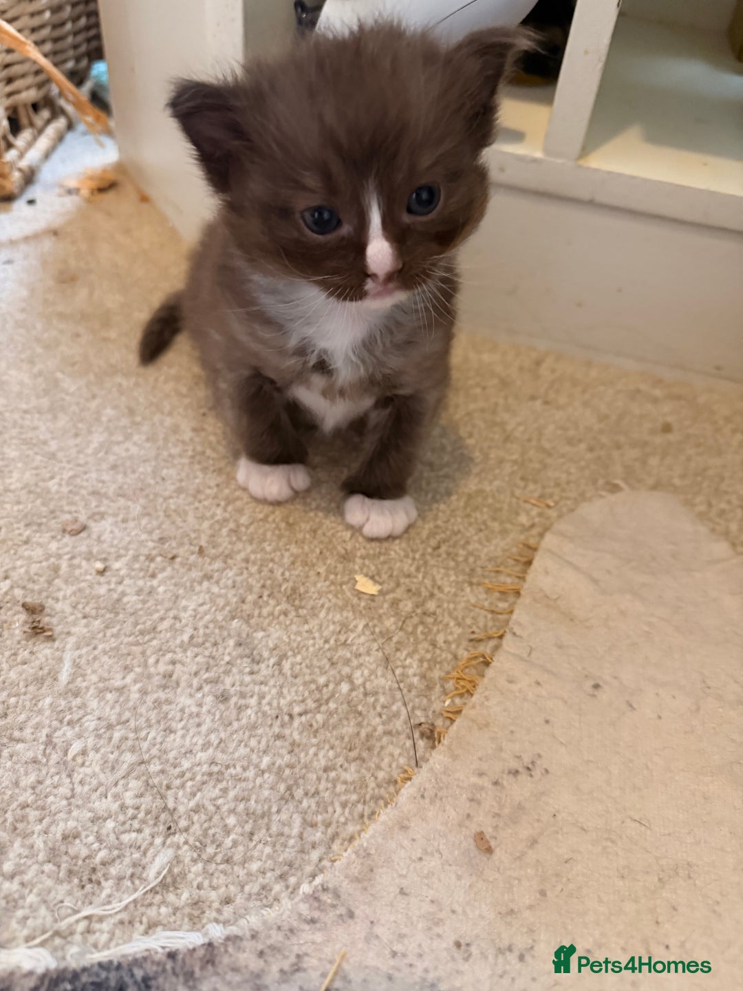 Ragdoll cats for sale: Beautiful Persia dolls  - Advert 22