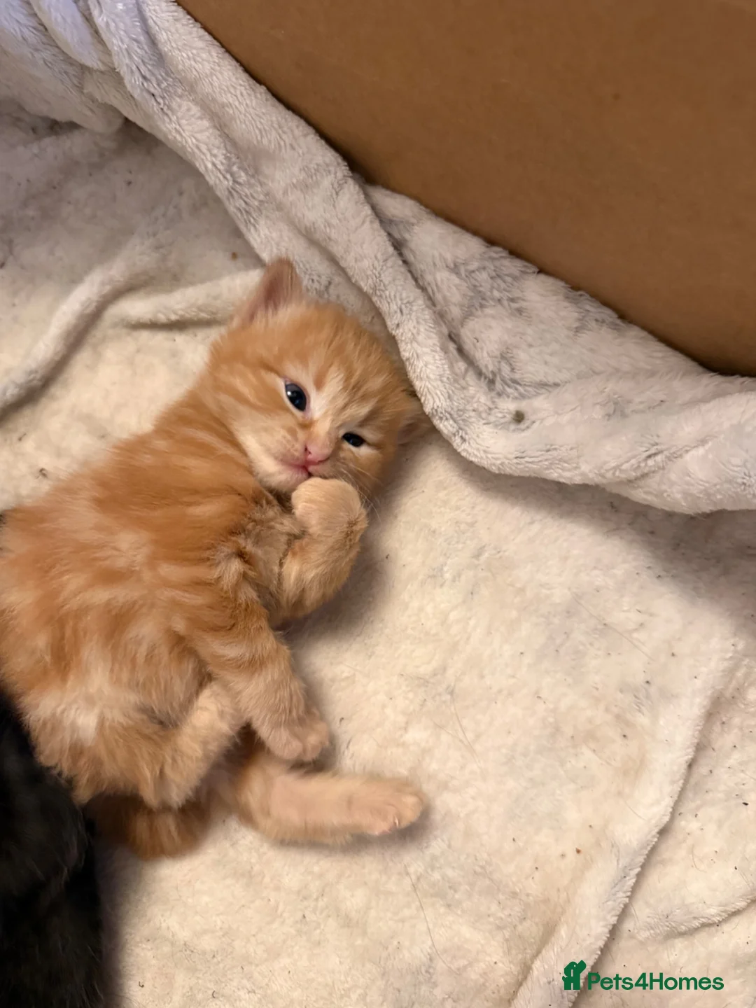 Mixed Breed cats for sale: Cute mixed bop tail kittens - Advert 1