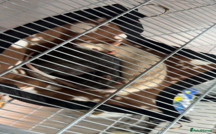 Rat rodents - Advert 3
