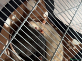 Rat rodents - Advert 7