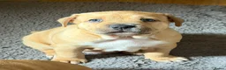 Mixed Breed dogs for sale: Happiest little bundles - Advert 6