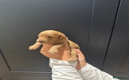 Miniature Poodle dogs for sale: Red Miniature Poodles  - Image 11