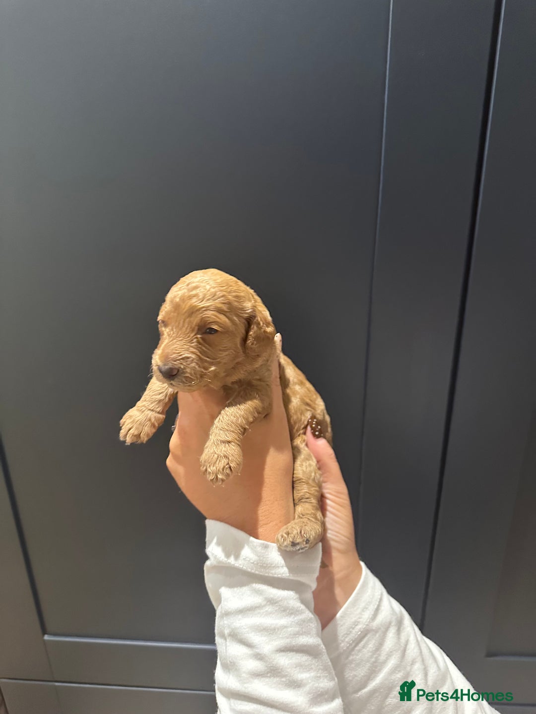 Miniature Poodle dogs for sale: Red Miniature Poodles  - Image 11