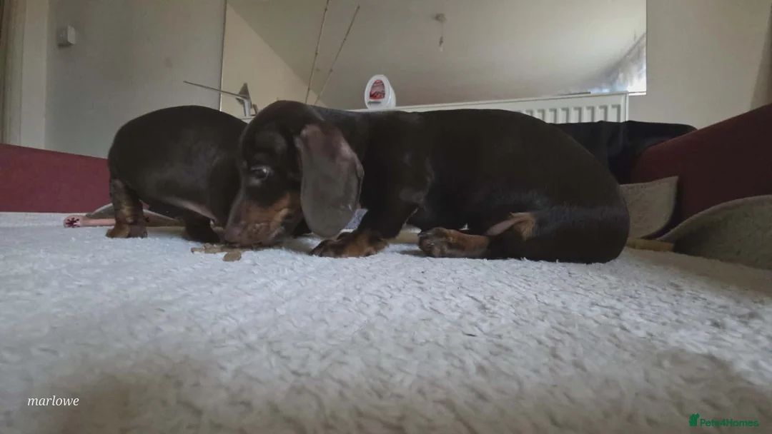 Miniature Dachshund dogs for sale: Miniature dashound  - Advert 4