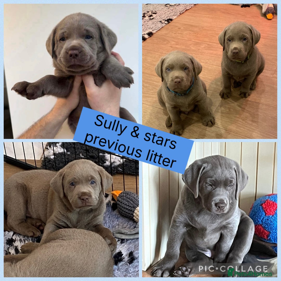 Labrador Retriever dogs for sale: Top quality KC registered silver Labrador puppies  - Advert 4