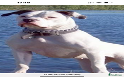 American Bulldog dogs for sale: Puppy - Image 2