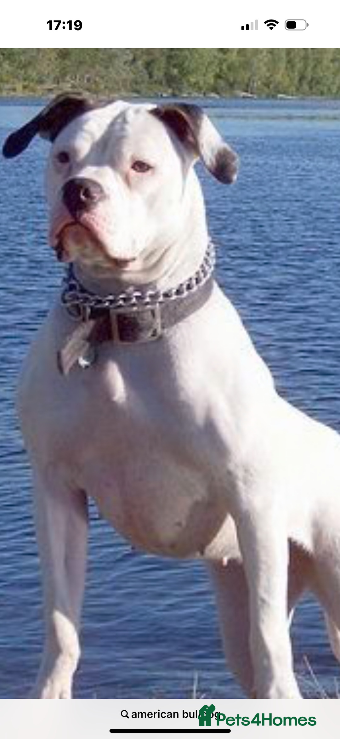 American Bulldog dogs for sale: Puppy - Image 2