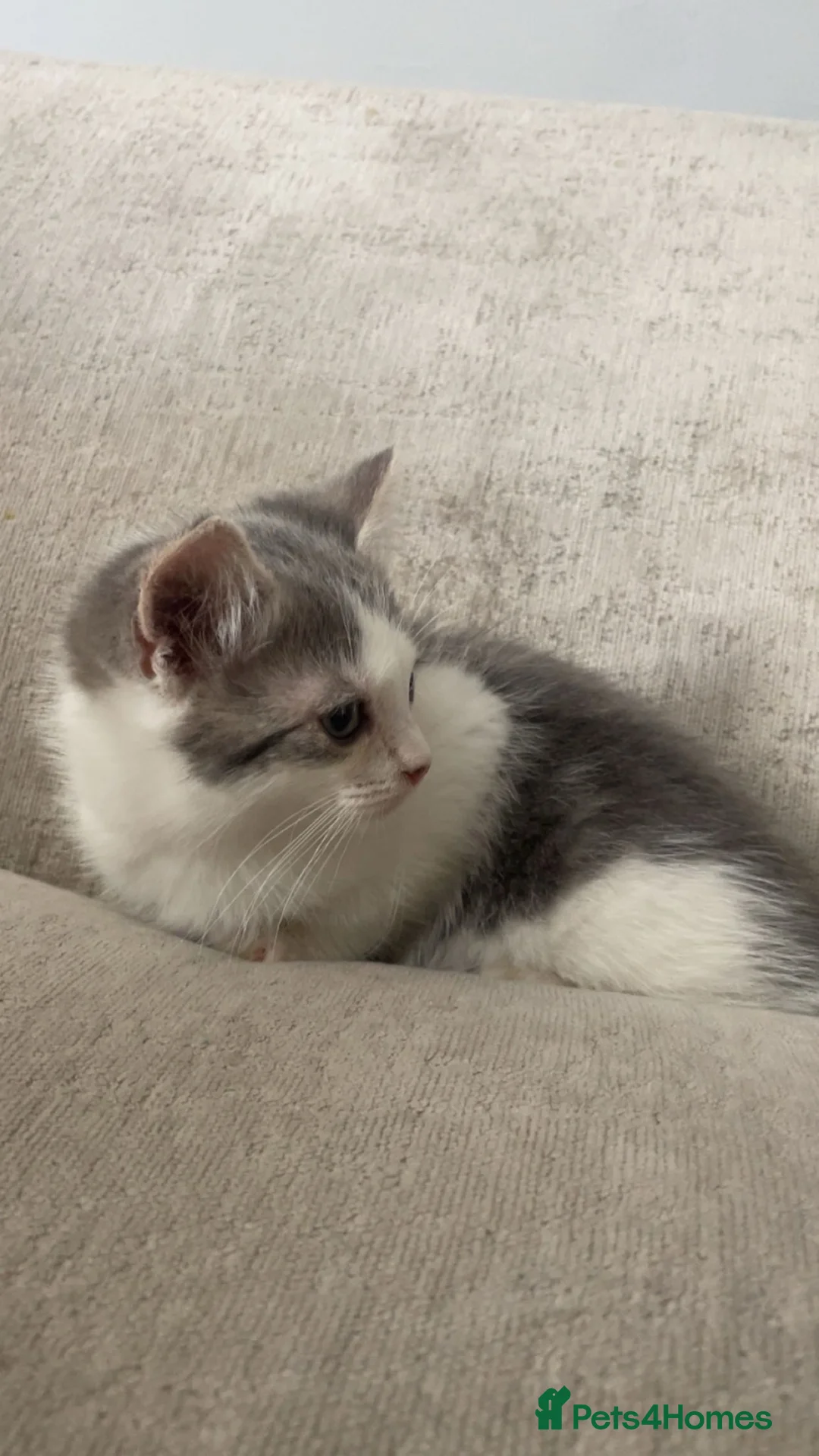 Scottish Fold cats for sale: purebred blue and lilac tortie Scottish folds  - Advert 15