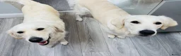 Golden Retriever dogs for sale: ⭐️Cream KC Golden Retriever Puppies⭐️ - Advert 7