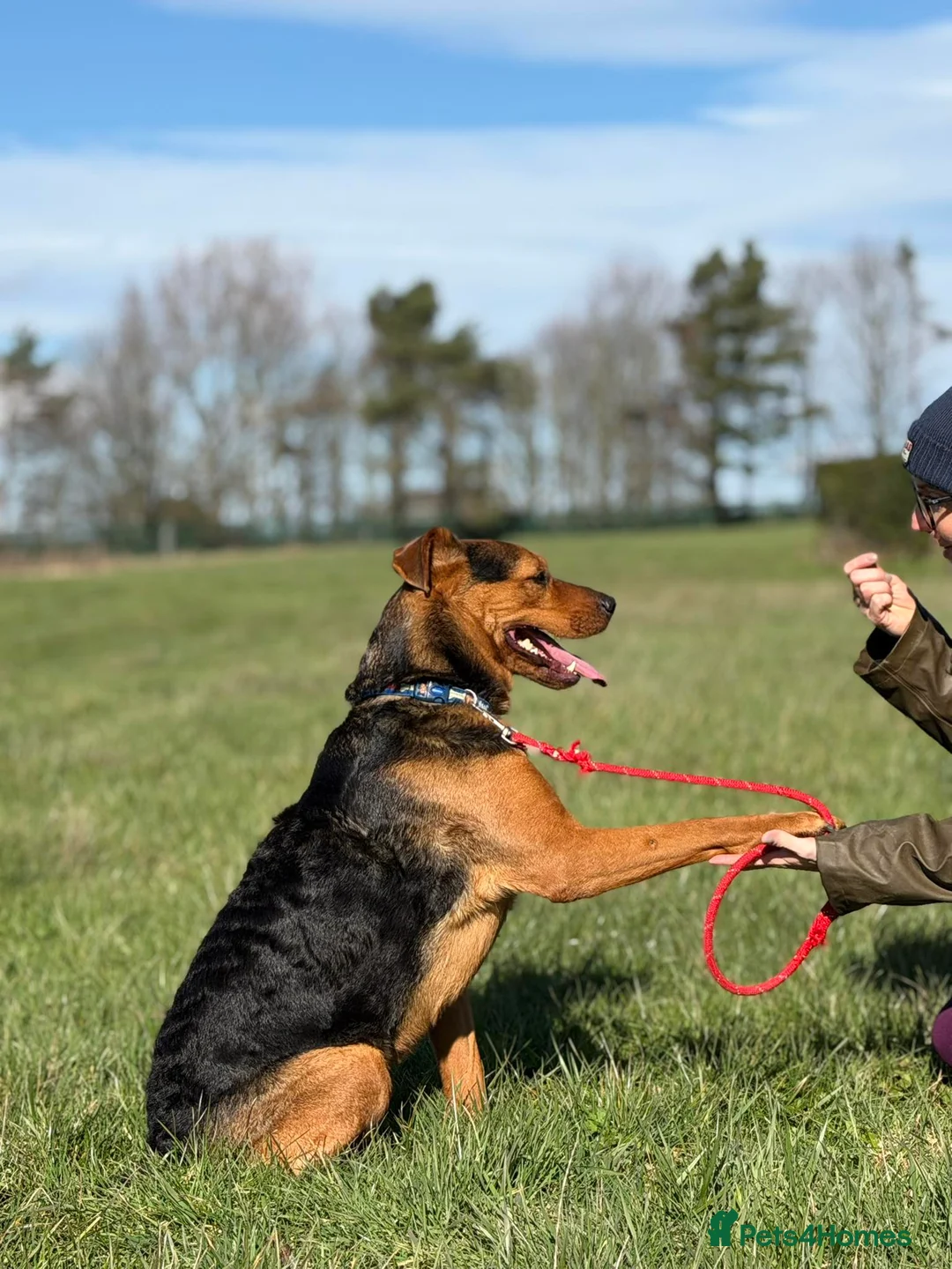 Mixed Breed dogs for adoption: STEPH - 6 years old, Lovable, Large Rottie Mix in Newcastle upon Tyne - Advert 2