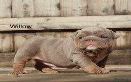 English Bulldog dogs for sale: Outstanding English bulldog puppies - Image 9