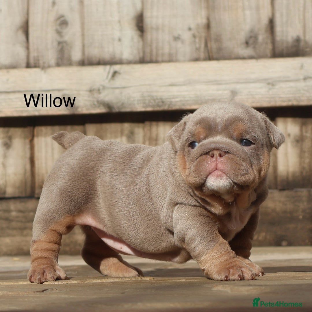 English Bulldog dogs for sale: Outstanding English bulldog puppies - Image 9
