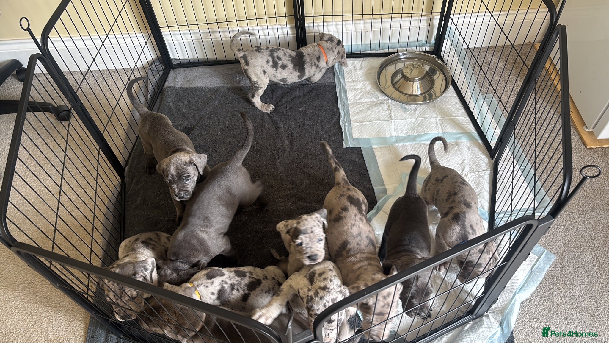Cane Corso dogs CANE CORSO PUPS - CAN LEAVE 1st SEPT - Advert 1