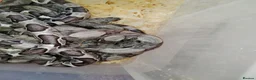 Boa Snake reptiles for sale: A knot of Boa babies  - Advert 2