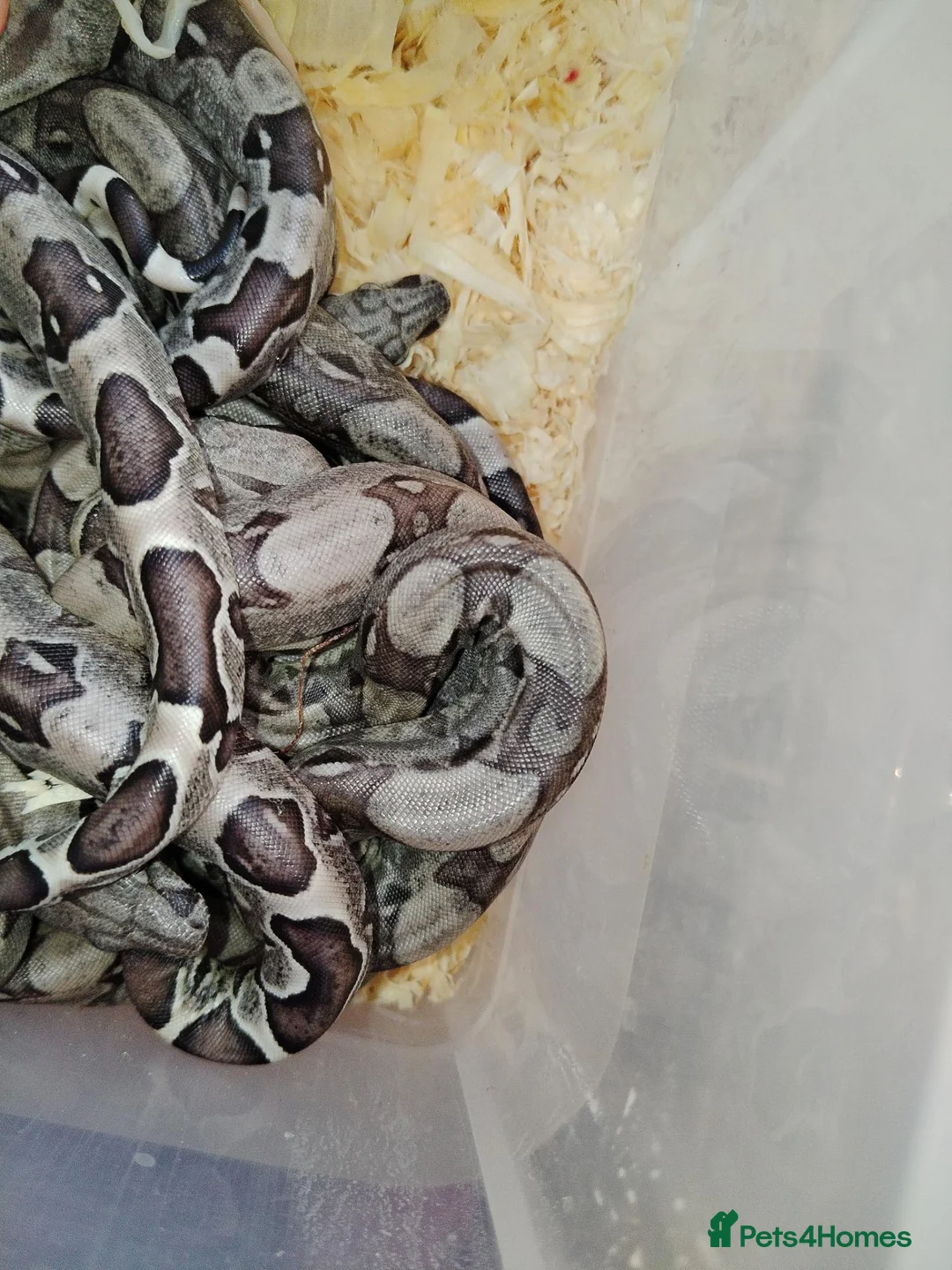 Boa Snake reptiles for sale: A knot of Boa babies  - Advert 2