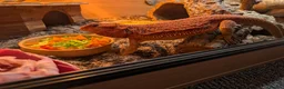 Bearded Dragon reptiles for sale: Red hypo Bearded Dragon in Newport - Advert 2
