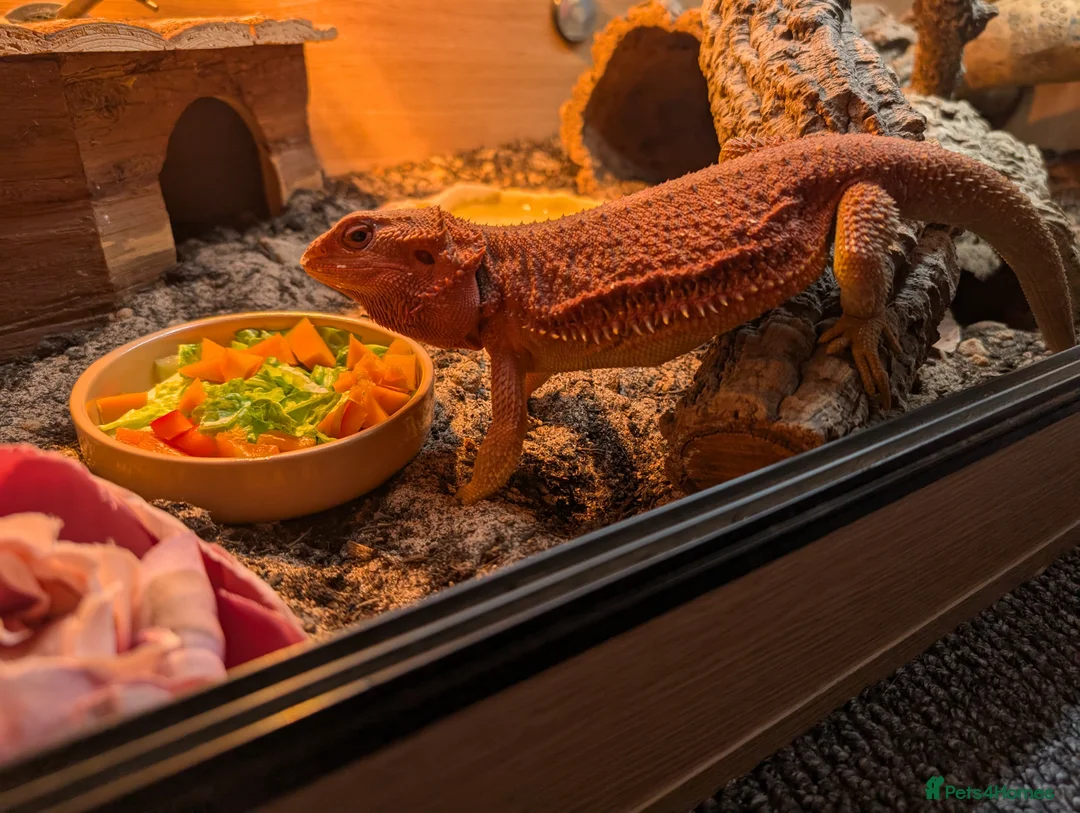 Bearded Dragon reptiles for sale: Red hypo Bearded Dragon in Newport - Advert 2
