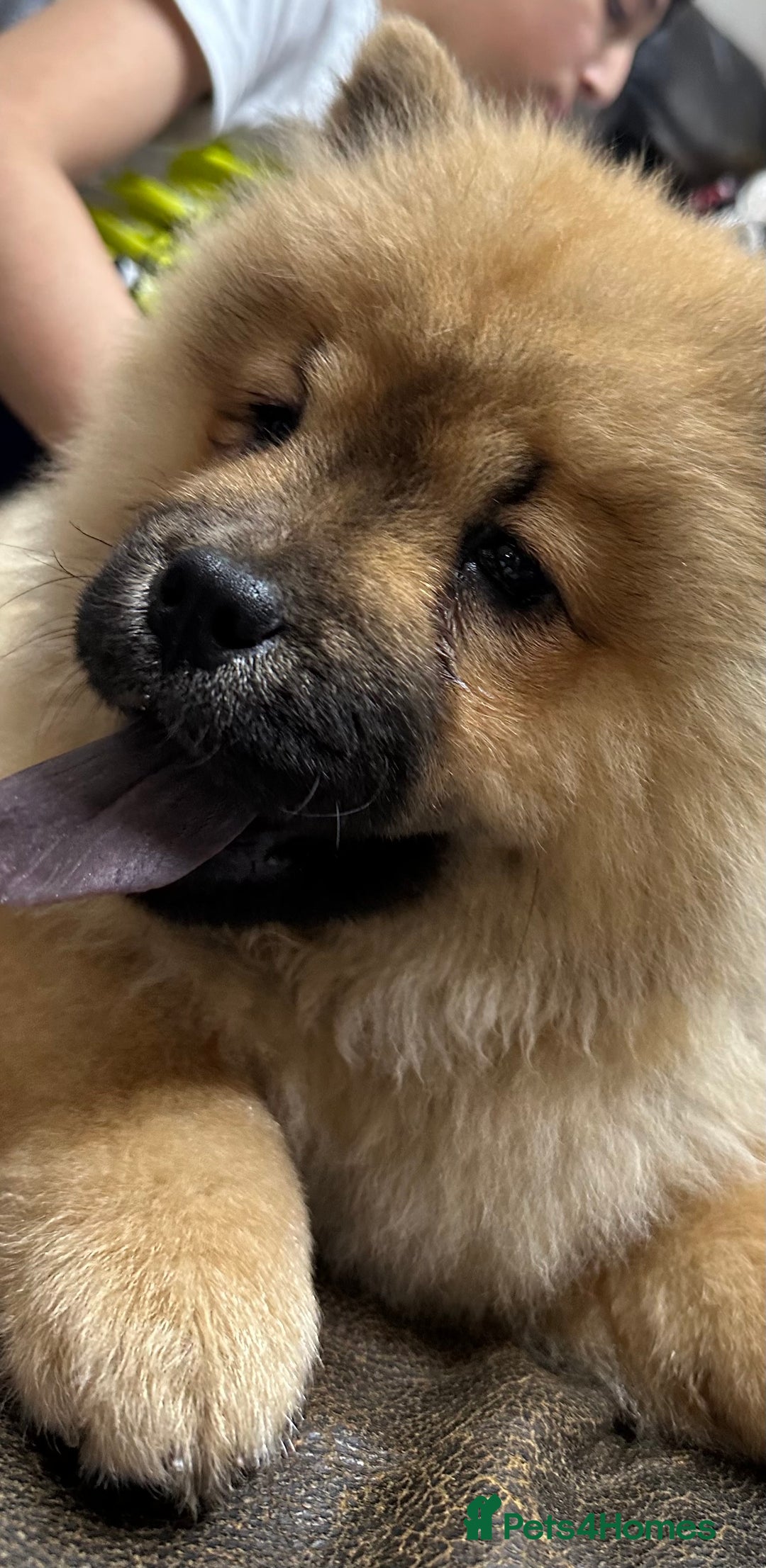 Chow Chow dogs for sale: Chow chow - Advert 27