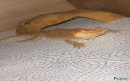 Bearded Dragon reptiles for sale: Boy bearded dragon for sale  - Advert 10