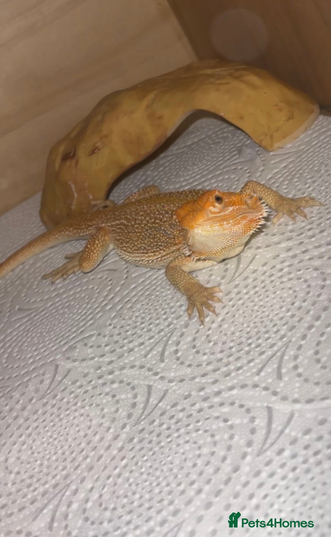 Bearded Dragon reptiles for sale: Boy bearded dragon for sale  - Advert 10