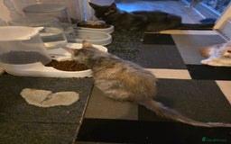 Maine Coon cats for sale: TICA REGISTERED STUNNING MAINE COON KITTENS  in Blackpool - Image 29