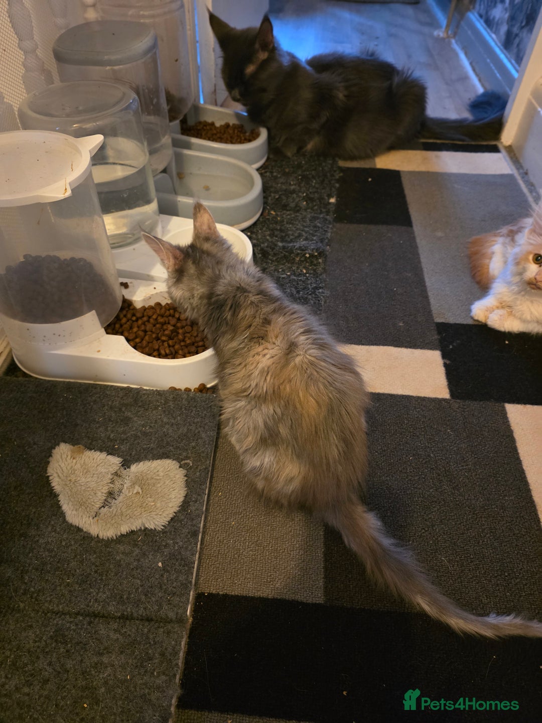 Maine Coon cats for sale: TICA REGISTERED STUNNING MAINE COON KITTENS  in Blackpool - Image 29